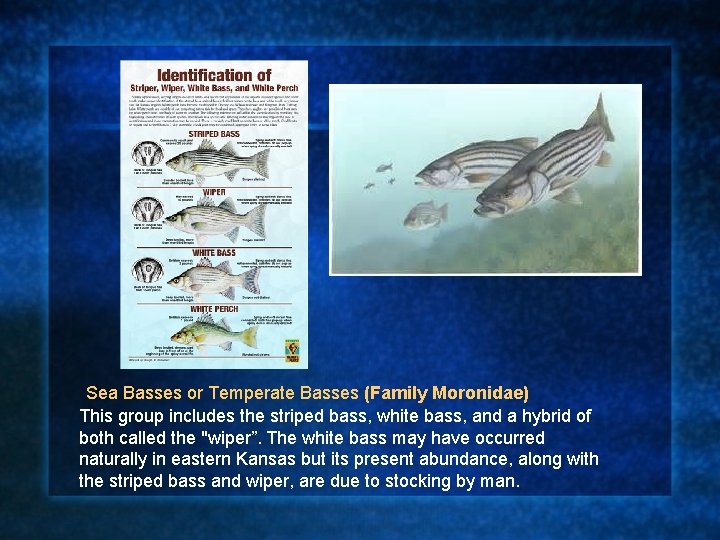 Sea Basses or Temperate Basses (Family Moronidae) This group includes the striped bass, white