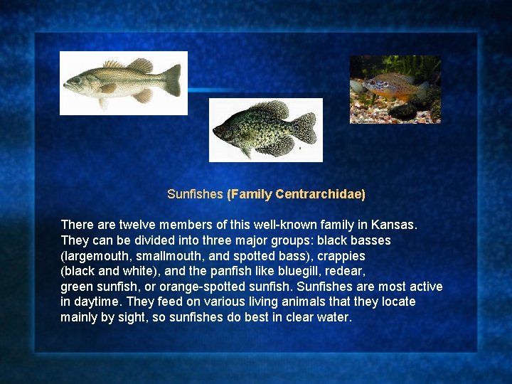 Sunfishes (Family Centrarchidae) There are twelve members of this well-known family in Kansas. They