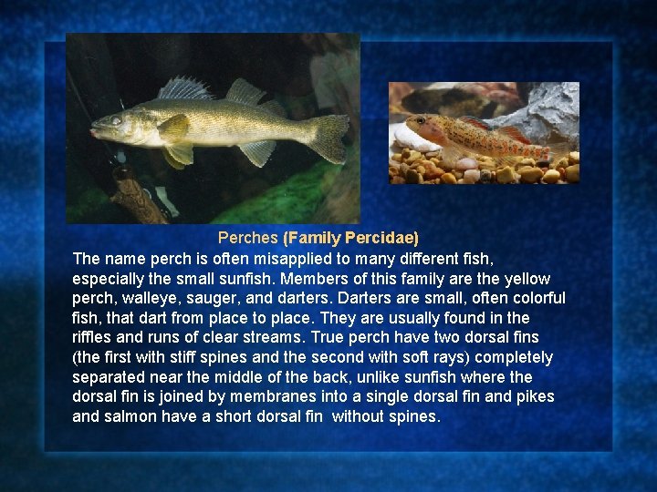 Perches (Family Percidae) The name perch is often misapplied to many different fish, especially