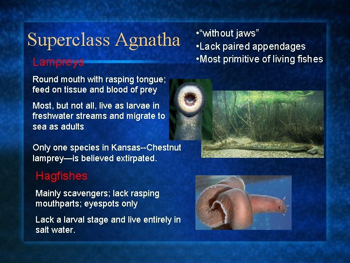 Superclass Agnatha Lampreys Round mouth with rasping tongue; feed on tissue and blood of