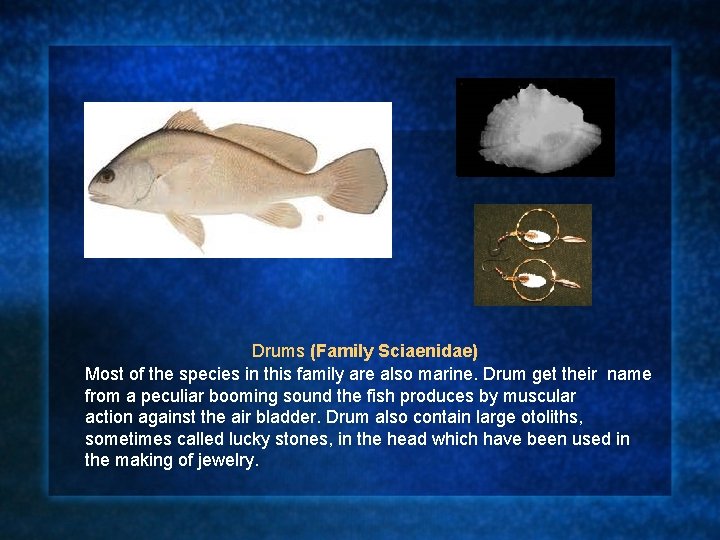 Drums (Family Sciaenidae) Most of the species in this family are also marine. Drum