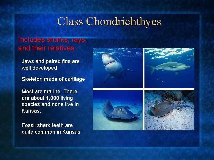 Class Chondrichthyes Includes sharks, rays, and their relatives Jaws and paired fins are well