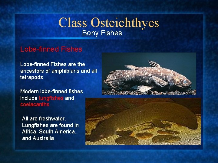 Class Osteichthyes Bony Fishes Lobe-finned Fishes are the ancestors of amphibians and all tetrapods
