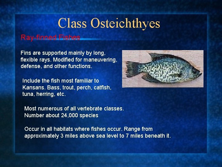 Class Osteichthyes Ray-finned Fishes Fins are supported mainly by long, flexible rays. Modified for