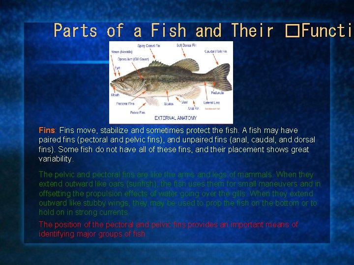 Parts of a Fish and Their �Functi Fins: Fins move, stabilize and sometimes protect