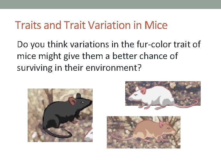 VARIATION IN TRAITS LESSON 7 A When Mice