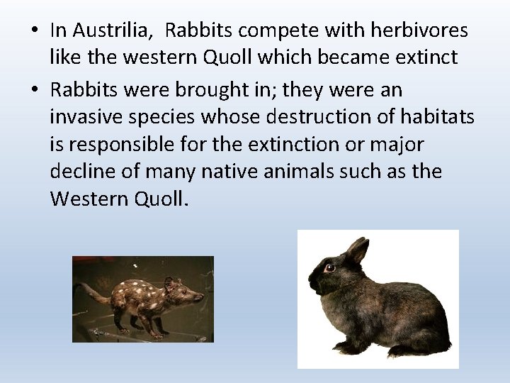  • In Austrilia, Rabbits compete with herbivores like the western Quoll which became