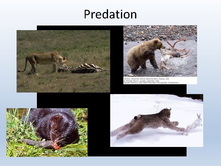 Predation 