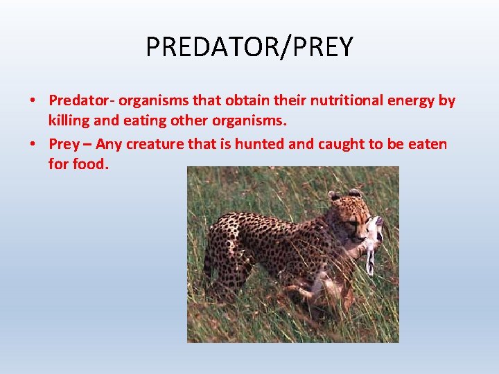 PREDATOR/PREY • Predator- organisms that obtain their nutritional energy by killing and eating other