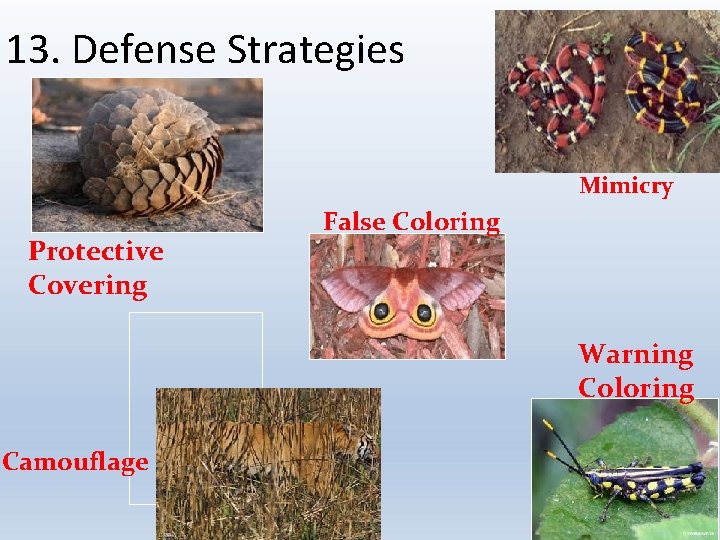 13. Defense Strategies Mimicry Protective Covering False Coloring Warning Coloring Camouflage 