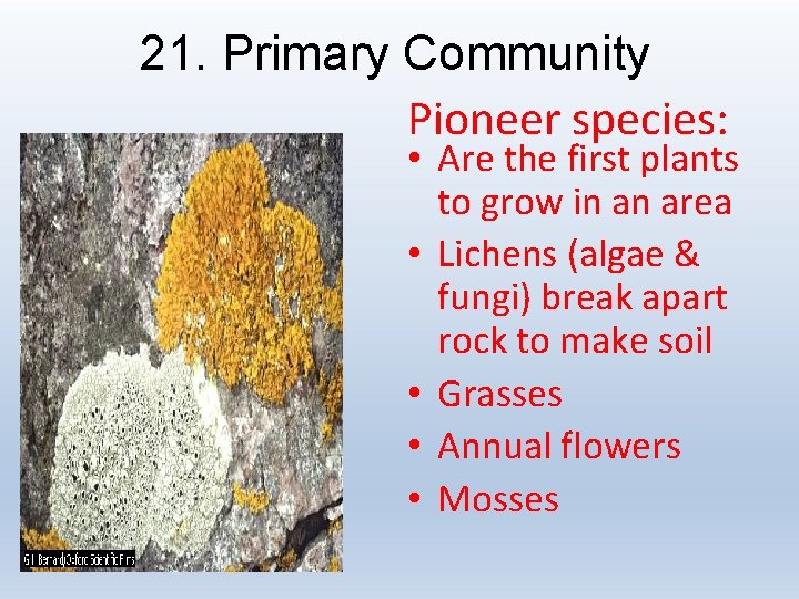 21. Primary Community Pioneer species: • Are the first plants to grow in an