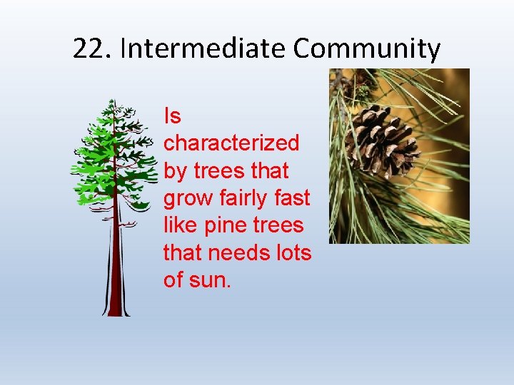 22. Intermediate Community Is characterized by trees that grow fairly fast like pine trees