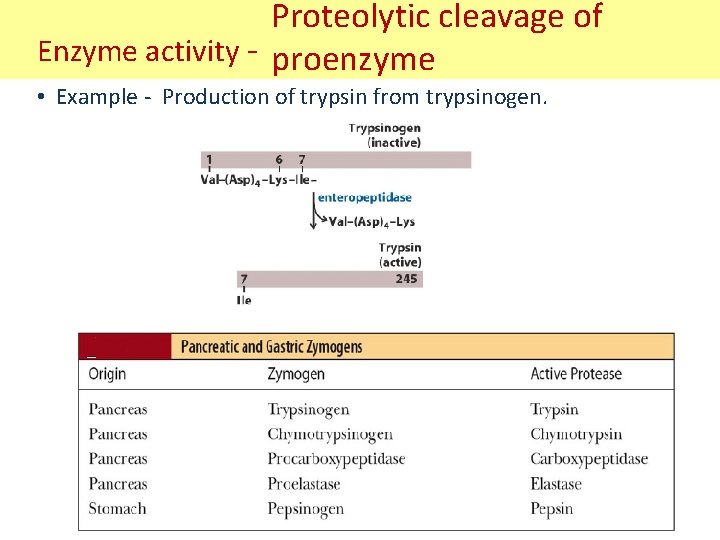 Proteolytic cleavage of Enzyme activity - proenzyme • Example - Production of trypsin from