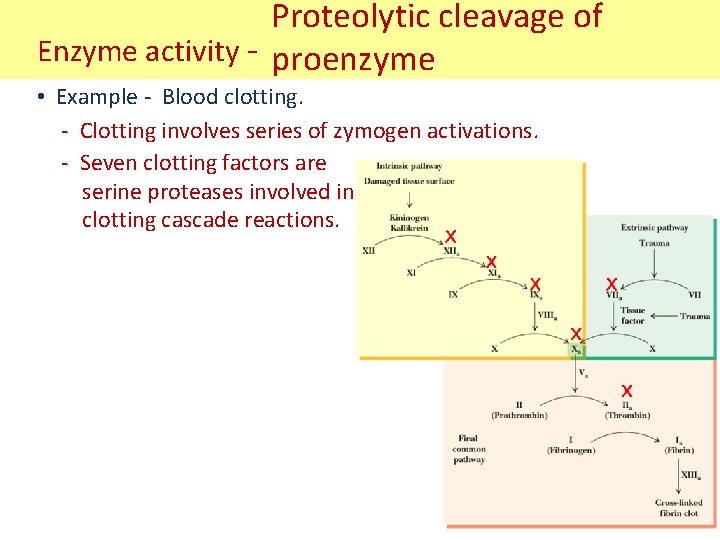 Proteolytic cleavage of Enzyme activity - proenzyme • Example - Blood clotting. - Clotting