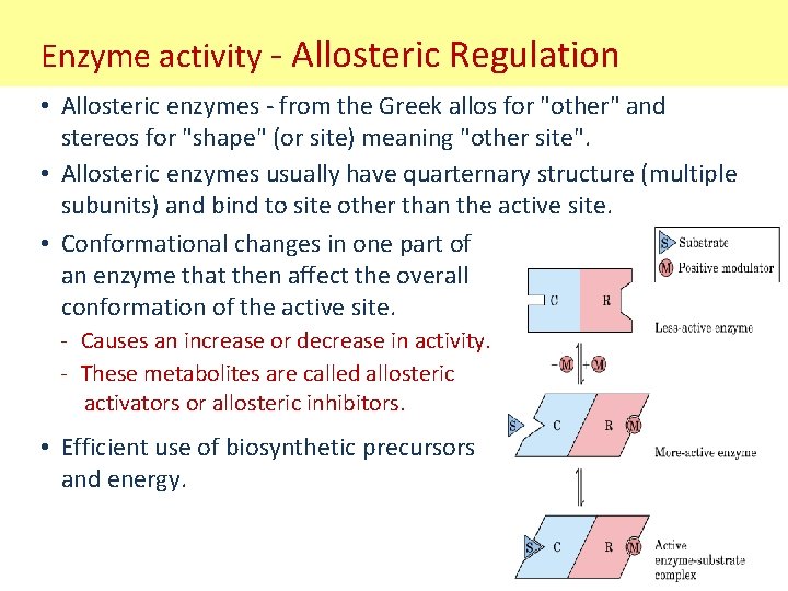 Enzyme activity - Allosteric Regulation • Allosteric enzymes - from the Greek allos for