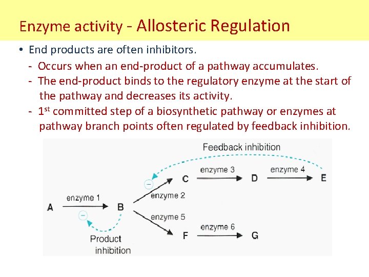 Enzyme activity - Allosteric Regulation • End products are often inhibitors. - Occurs when