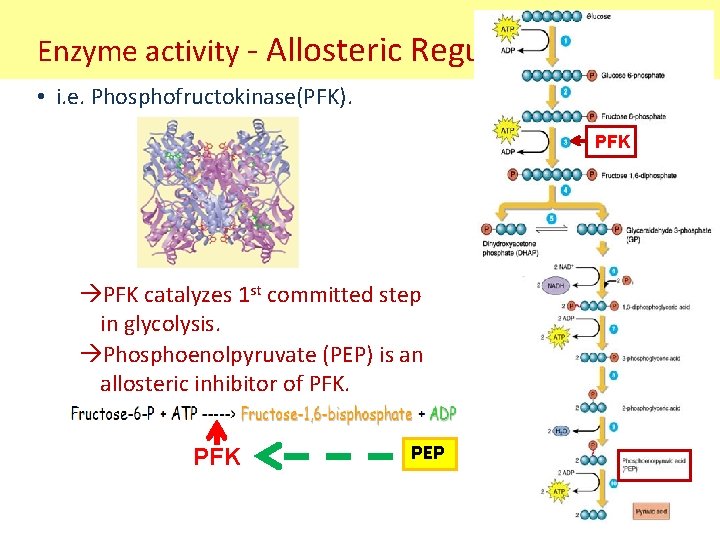 Enzyme activity - Allosteric Regulation • i. e. Phosphofructokinase(PFK). PFK catalyzes 1 st committed