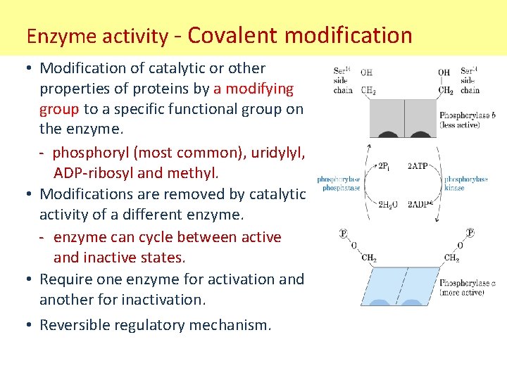 Enzyme activity - Covalent modification • Modification of catalytic or other properties of proteins