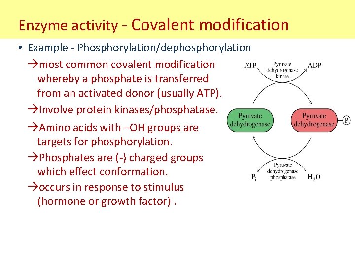 Enzyme activity - Covalent modification • Example - Phosphorylation/dephosphorylation most common covalent modification whereby