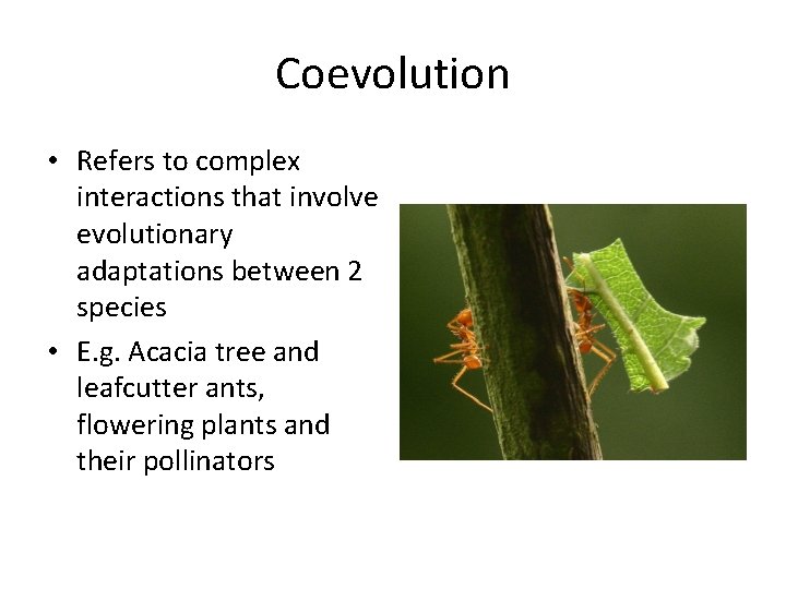 Coevolution • Refers to complex interactions that involve evolutionary adaptations between 2 species •