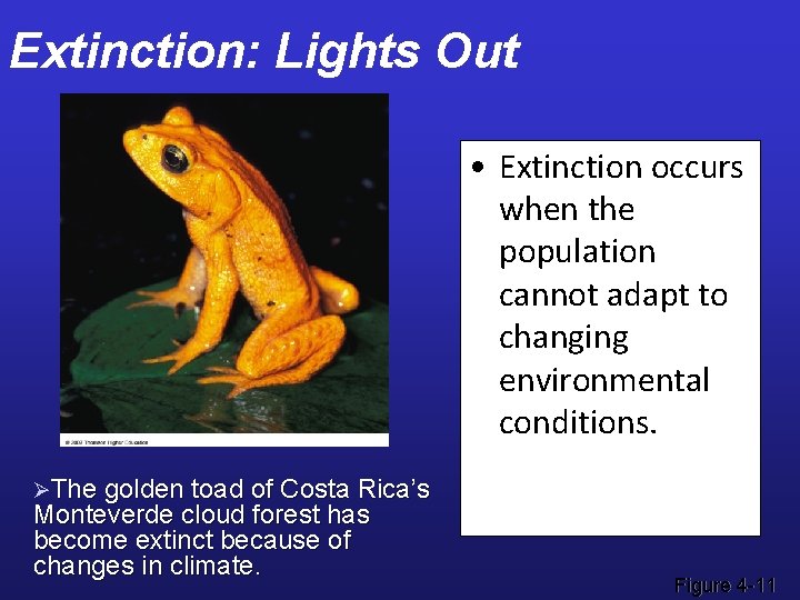 Extinction: Lights Out • Extinction occurs when the population cannot adapt to changing environmental