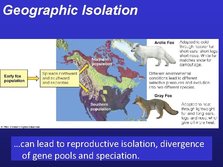 Geographic Isolation …can lead to reproductive isolation, divergence of gene pools and speciation. 