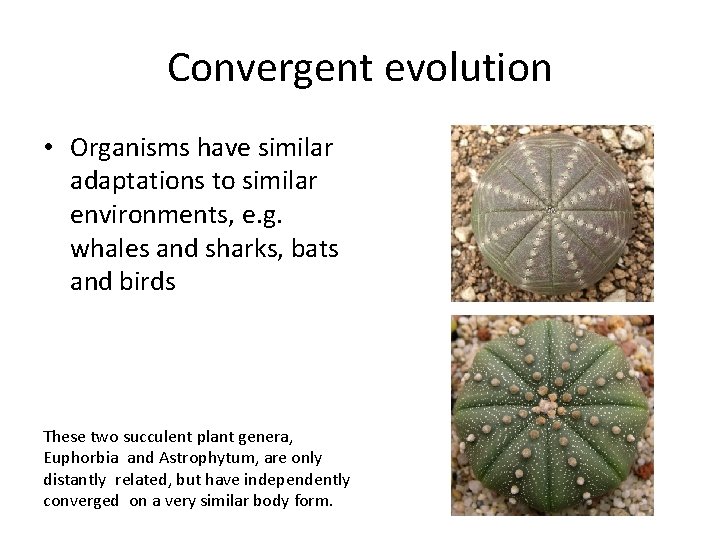 Convergent evolution • Organisms have similar adaptations to similar environments, e. g. whales and
