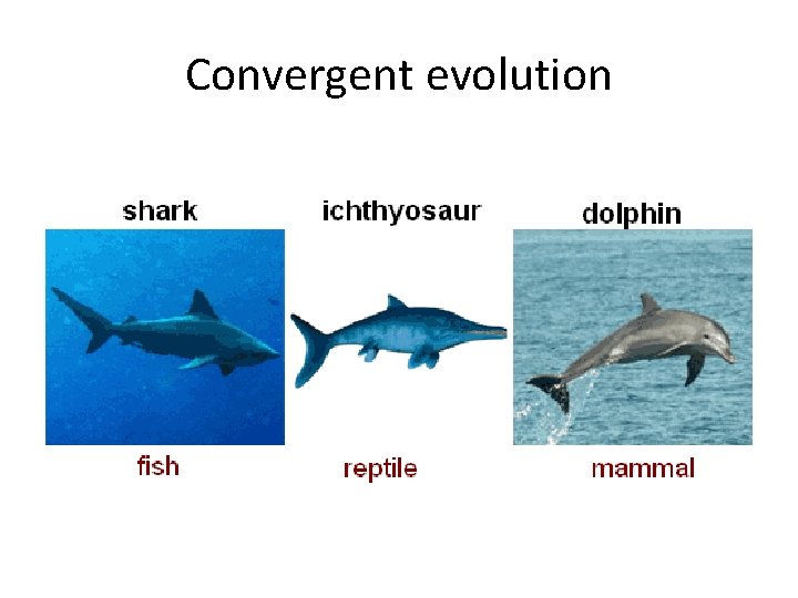 Convergent evolution 
