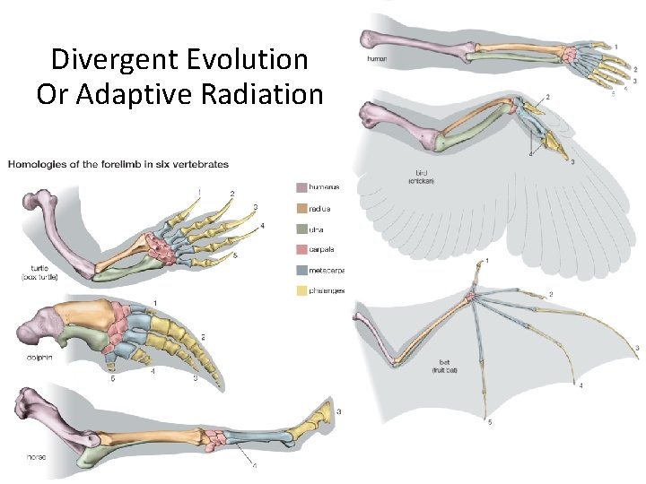 Divergent Evolution Or Adaptive Radiation 