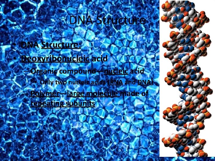 DNA Structure • DNA Structure: • Deoxyribonucleic acid – Organic compound—nucleic acid • Only