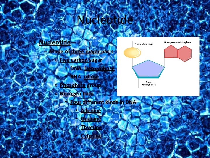 Nucleotide • Nucleotide – Made of three major parts » Five carbon sugar •