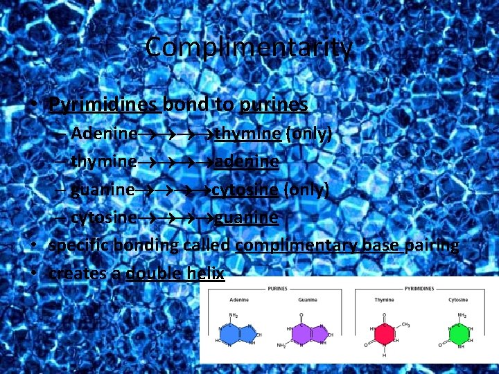 Complimentarity • Pyrimidines bond to purines – Adenine thymine (only) – thymine adenine –