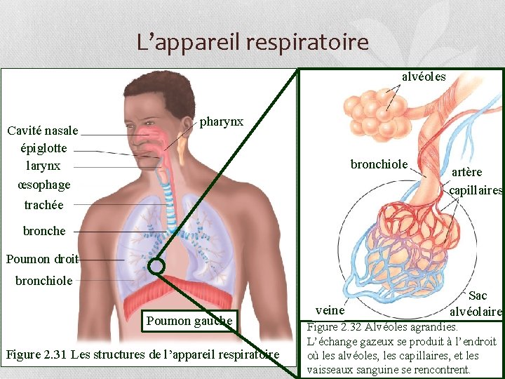 L’appareil respiratoire alvéoles Cavité nasale épiglotte larynx œsophage pharynx bronchiole artère capillaires trachée bronche
