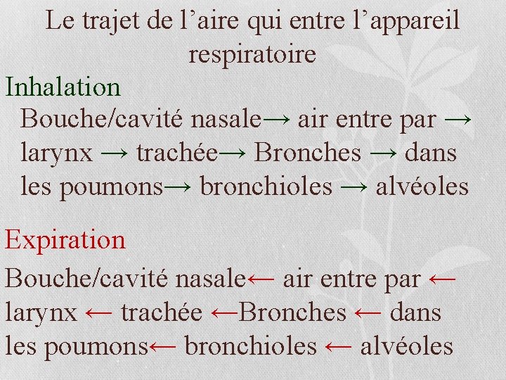 Le trajet de l’aire qui entre l’appareil respiratoire Inhalation Bouche/cavité nasale→ air entre par