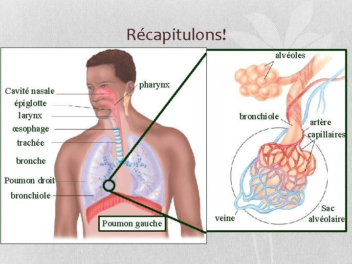 Récapitulons! alvéoles Cavité nasale épiglotte larynx œsophage pharynx bronchiole trachée artère capillaires bronche Poumon