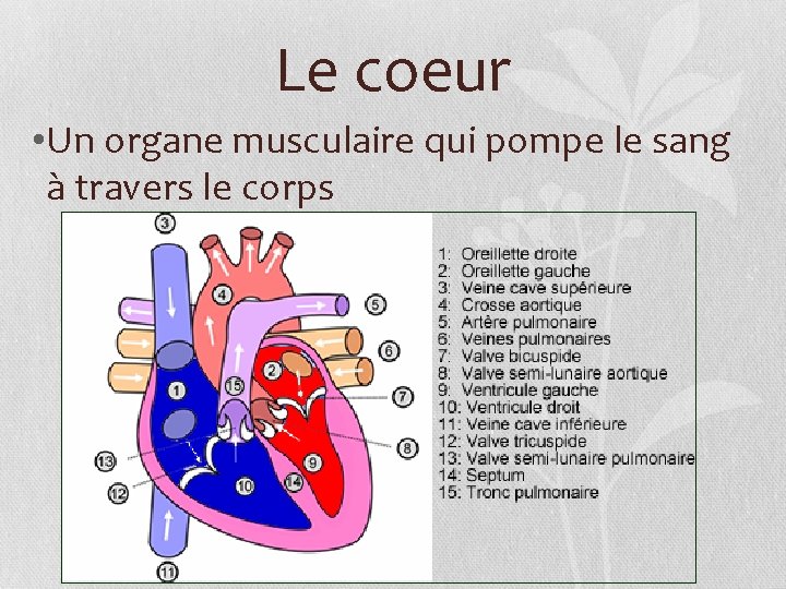 Le coeur • Un organe musculaire qui pompe le sang à travers le corps