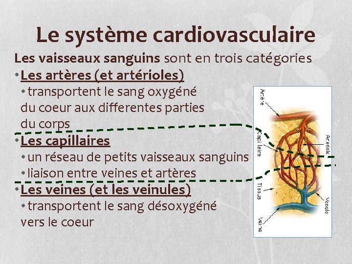 Le système cardiovasculaire Les vaisseaux sanguins sont en trois catégories • Les artères (et