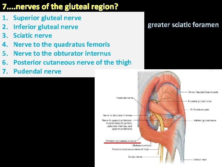 7. . nerves of the gluteal region? 1. 2. . 3. 4. 5. 6.