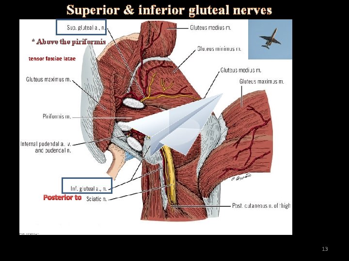 Superior & inferior gluteal nerves. * Above the piriformis tensor fasciae latae Posterior to