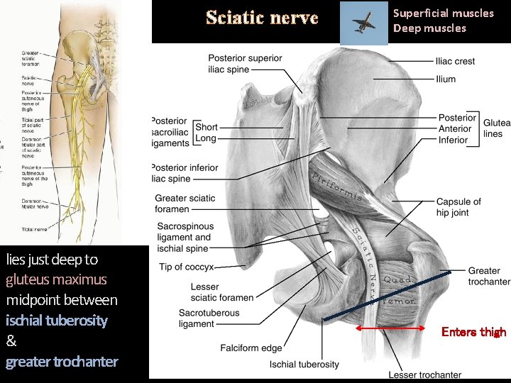 Sciatic nerve Superficial muscles Deep muscles . lies just deep to gluteus maximus midpoint