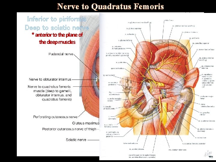 Nerve to Quadratus Femoris. Inferior to piriformis Deep to sciatic nerve * anterior to