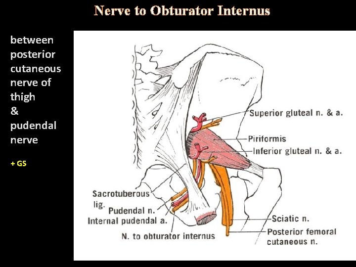 Nerve to Obturator Internus between. posterior cutaneous nerve of thigh & pudendal nerve +