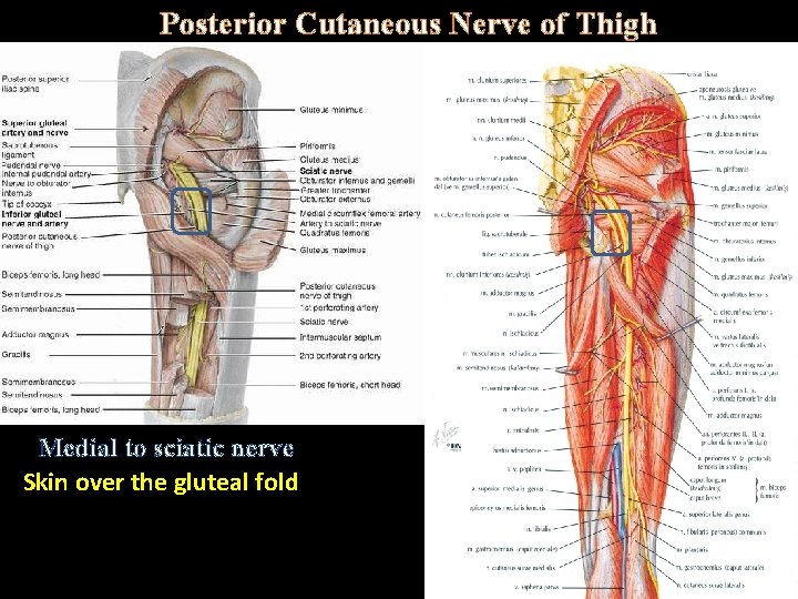 Posterior Cutaneous Nerve of Thigh. Medial to sciatic nerve Skin over the gluteal fold