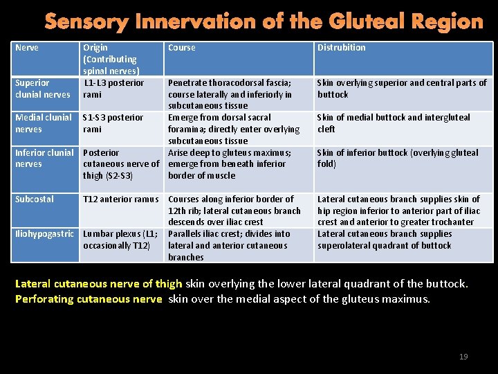 Sensory Innervation of the Gluteal Region Nerve . Superior clunial nerves Origin (Contributing spinal