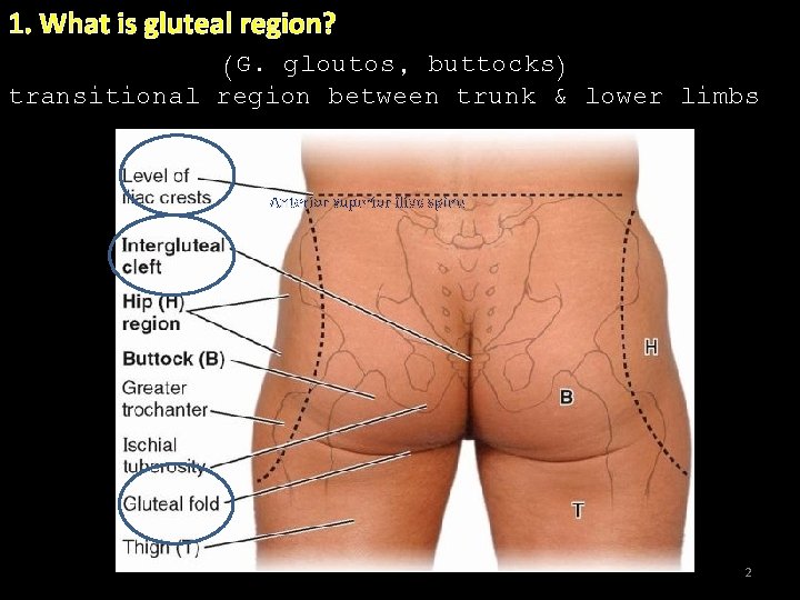 1. What is gluteal region? (G. gloutos, buttocks) transitional region between trunk & lower