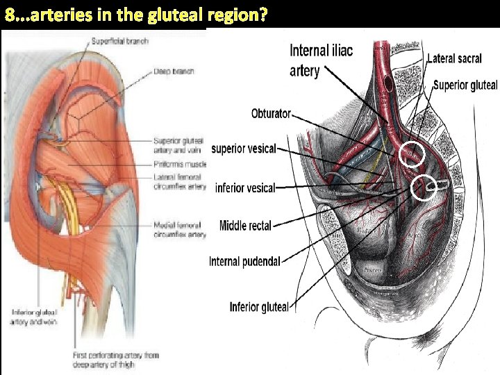 8. . . arteries in the gluteal region? . 20 