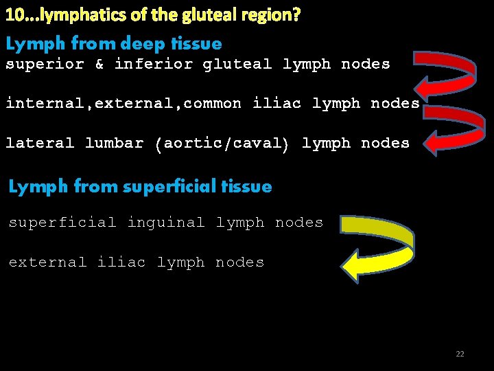 10. . . lymphatics of the gluteal region? Lymph from deep tissue superior &