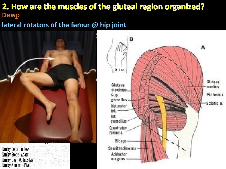 2. How are the muscles of the gluteal region organized? Deep lateral rotators of