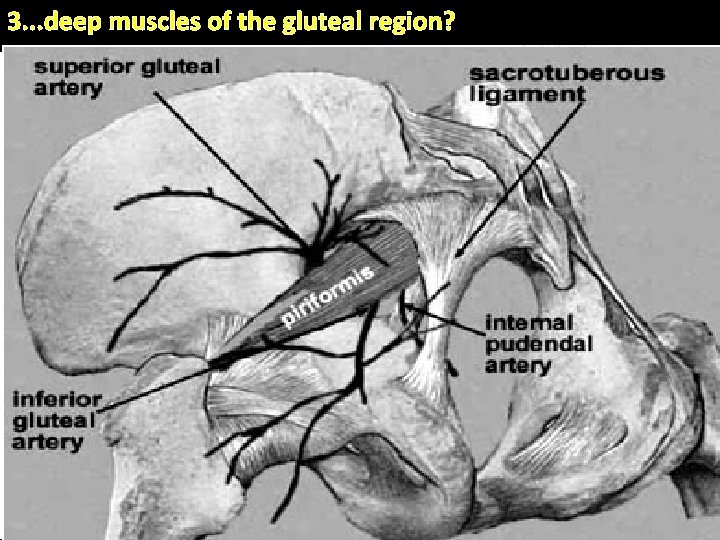 3. . . deep muscles of the gluteal region? . 4 