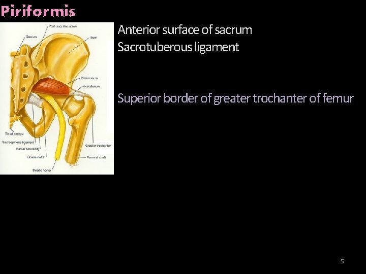 Piriformis Anterior surface of sacrum Sacrotuberous ligament Superior border of greater trochanter of femur
